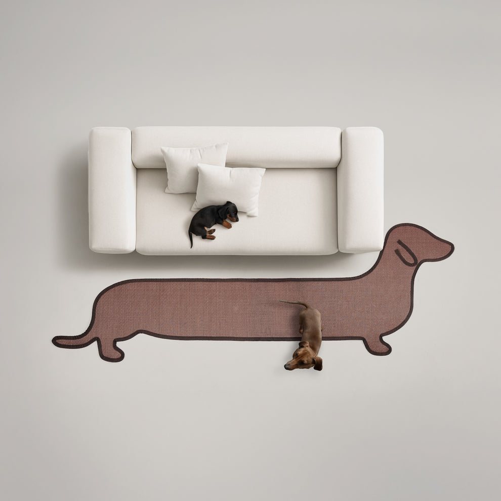 Dachshund
